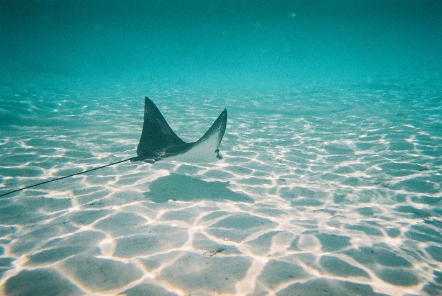 Eagle ray at Bora Bora