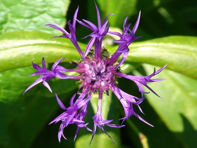 Centaurea