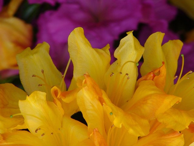 Rhododendrons