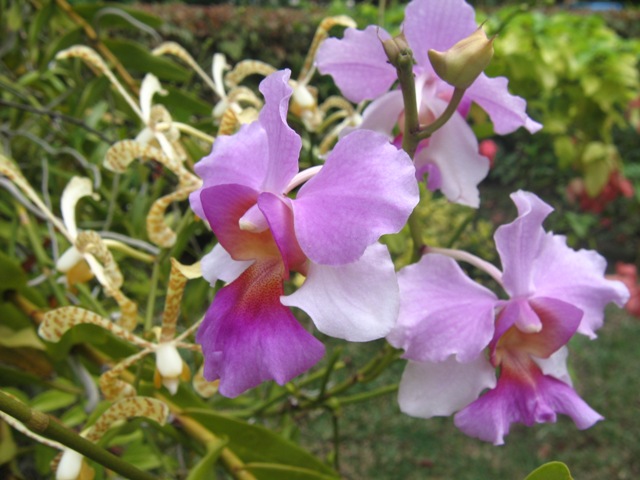 Orchid